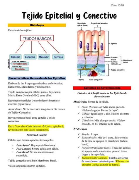 Tejido Epitelial Y Conectivo Antonia Mu Oz Henr Quez Udocz