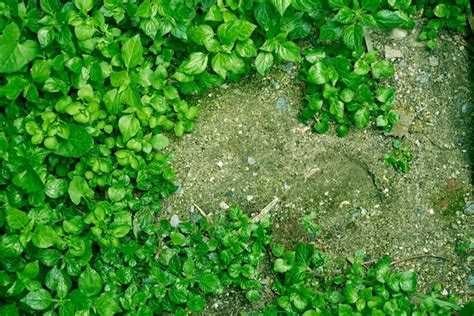 Una Planta Verde Con Hojas Y Suciedad En Primer Plano Foto Premium