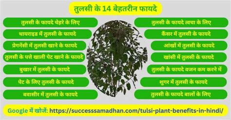 तुलसी के 14 बेहतरीन फायदे Tulsi Plant Benefits In Hindi Success Samadhan