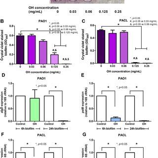 Anti-biofilm activities of crude king cobra venom (OH) against P ...