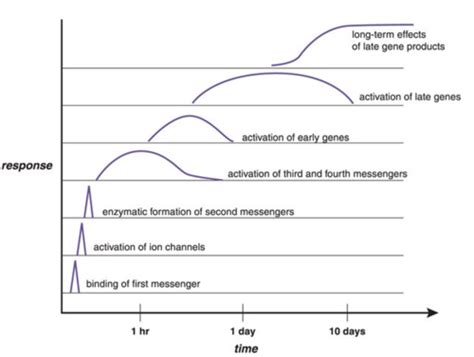 Topic Signal Transduction Exam Flashcards Quizlet