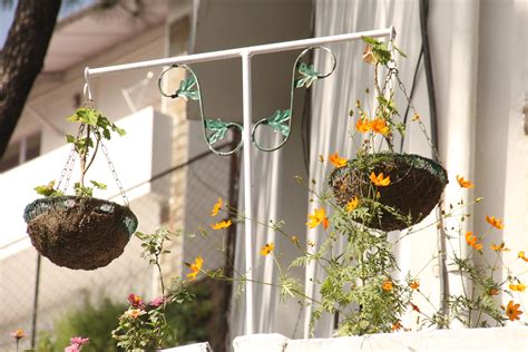 flower pot, petal, growth, vulnerability, day, beauty in nature, green