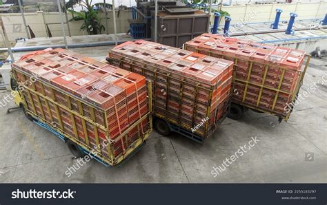 Three Trucks Transport Chickens Farm Slaughterhouse Stock Photo