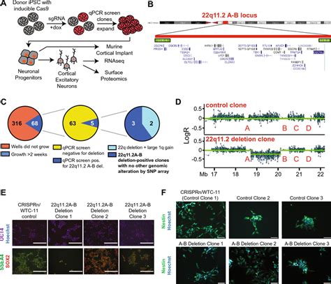 Crispr Engineering Of Q A B Deletion In Ips Cells A Schematic