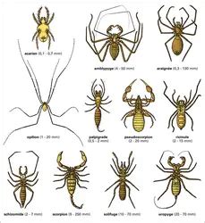 M Dias De Arachnides Encyclop Dia Universalis