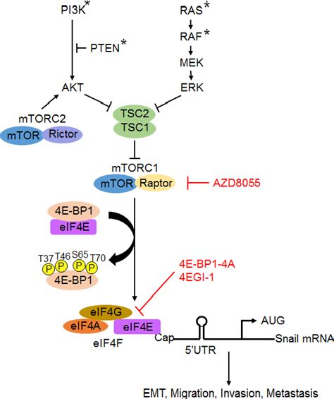 Figure 7 From Loss Of 4e Bp1 Function Induces Emt And Promotes Cancer Cell Migration And