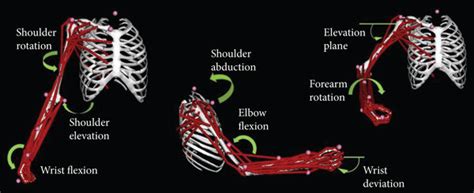 Dynamic Musculoskeletal Model Of The Upper Limb The Dynamic Model