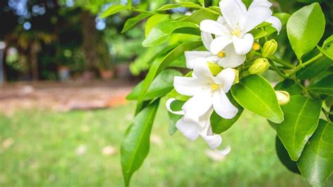 Orange Jasmine Care — A Detailed Guide