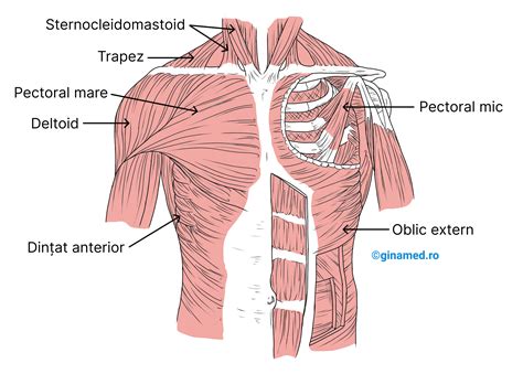 Sistemul Muscular Biologie Barron S Ginamed