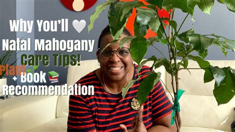 69 Plant Spotlight And How To Care For Natal Mahogany Trichilia Emetica