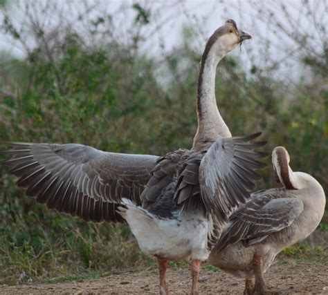 Goose and a Gosling · Free Stock Photo