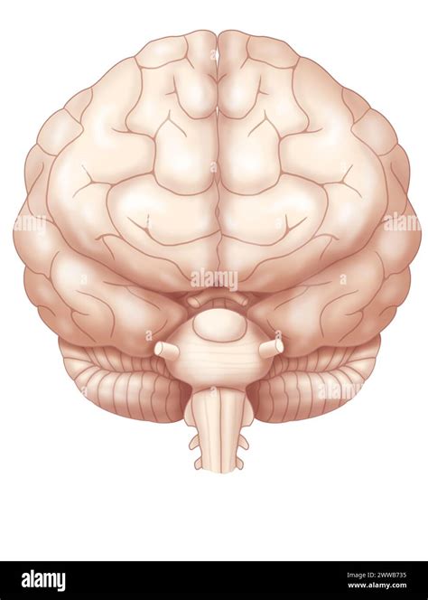 Anterior Brain Hi Res Stock Photography And Images Alamy