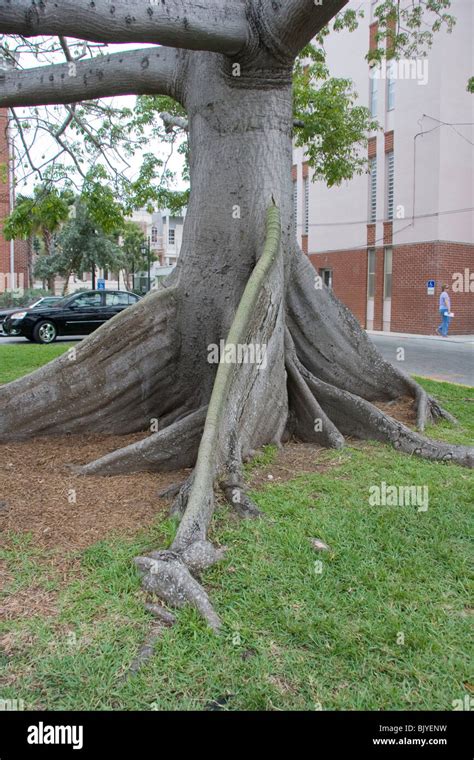 The Kapok Tree Ceiba Pentandra Is Also Called The Ceiba Tree Or