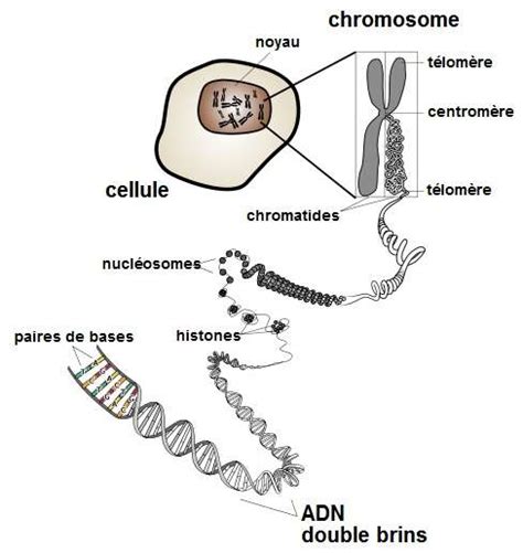 Définition Adn Acide Désoxyribonucléique Futura Santé