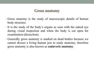 Anatomical Terms Pptx