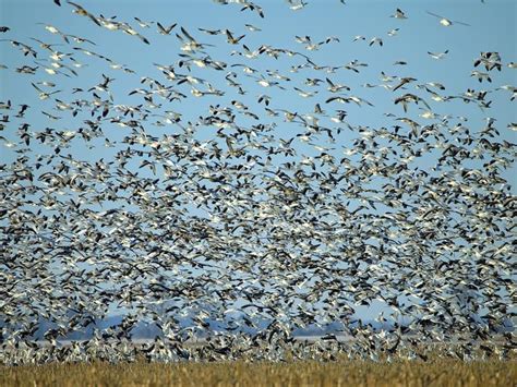 Snow Geese Migration: A Complete Guide | Birdfact