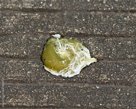 Seagull Poop On Concrete Surface By The Lake Michigan Bird Droppings