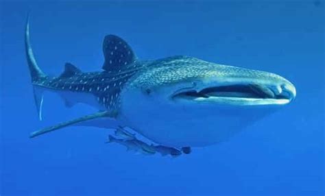 Whale Shark: Species Overview and Conservation Efforts