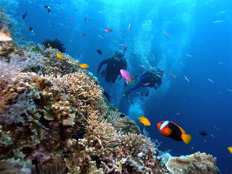 Snorkeling Cu Lao Cham Island Tour - Day Tour Cham island