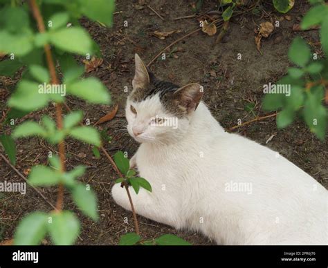 white tabby cat Stock Photo - Alamy