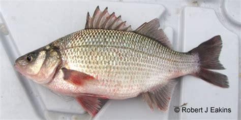 White Perch: An invasive species of the great lakes - About