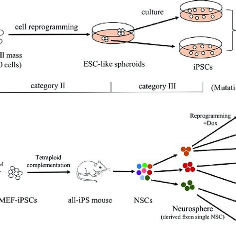 Clonal Expansion Of Each IPSC Line From An Individual Somatic Cell