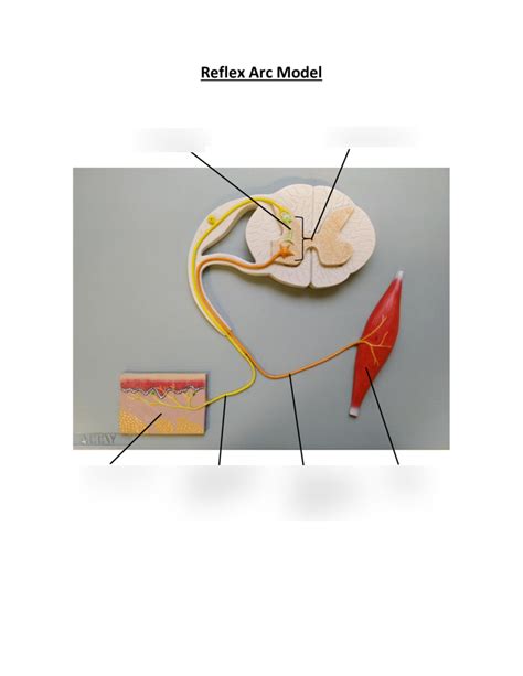 Reflex Arc Model Diagram Quizlet