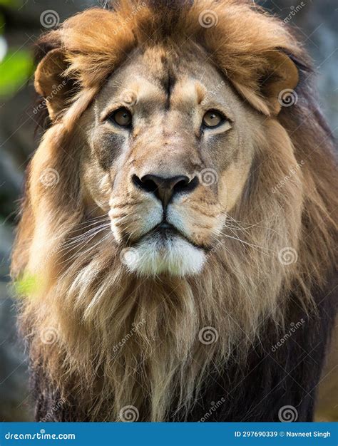 Lion face close up stock illustration. Illustration of wild - 297690339