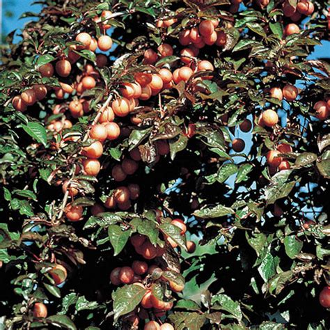 Native Plum Tree Gurney S Seed Nursery Co