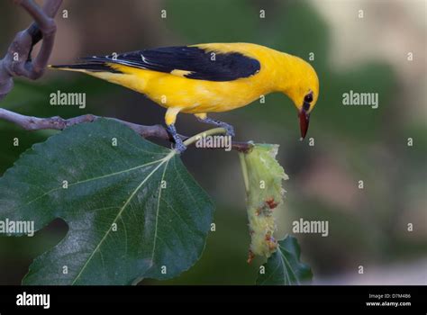 Golden Oriole Hi Res Stock Photography And Images Alamy