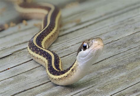 snake news latest pictures  newsweekcom
