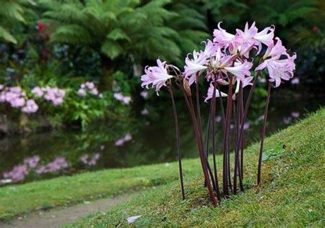 Naked Lady Amaryllis Flowers Flower Wallpaper