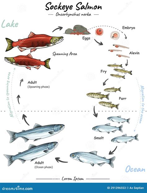 Sockeye Salmon - Oncorhynchus Nerka Illustration - Spawnin Phase