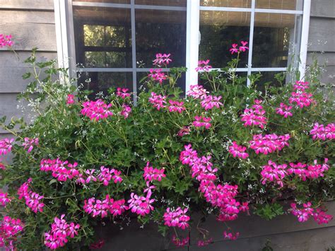 Cascading Geraniums In The Window Box Love Them Porch Landscaping