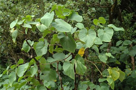 Piper methysticum G.Forst. (Dunia) - Pl@ntNet identify