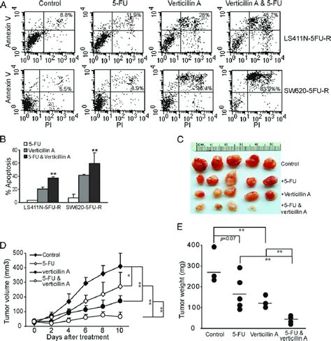 Verticillin A Overcomes Metastatic Human Crc Cell Resistance To Fu