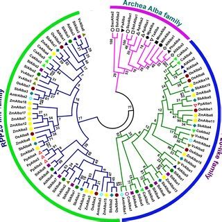 Phylogenetic Relationship Of Alba Proteins From Tomato And Different