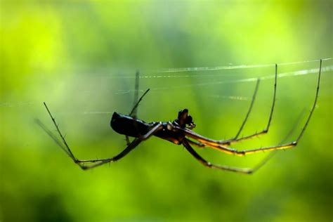 5 Most Poisonous Spiders in California • Insight Pest Management™