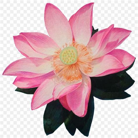 Nelumbo Nucifera Drawing PNG 2000x2000px Nelumbo Nucifera Aquatic