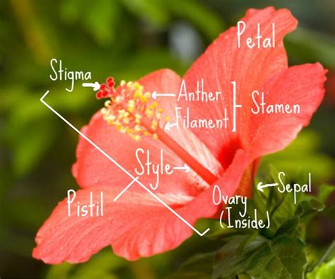 Hibiscus Flower Dissection Diagram