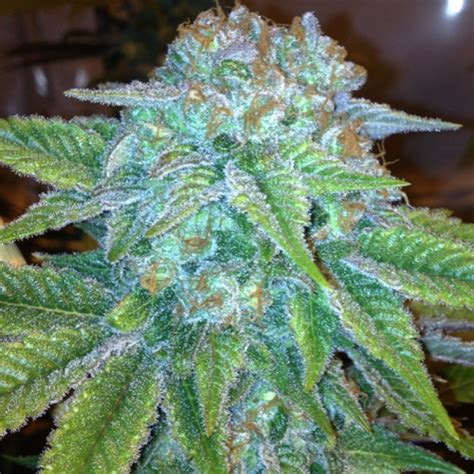 Pineapple Express - Cannabis seeds - SeedSpotter