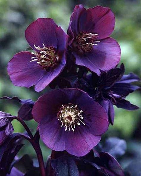 Winter Flowering Plants For Shade - Garden Plant