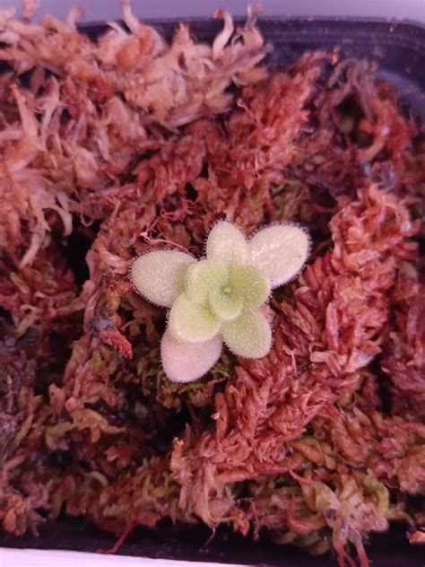 Pinguicula Colimensis Furniture Home Living Gardening Plants