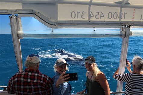 Hervey Bay Ultimate Whale Watching Experience Travel Buddies