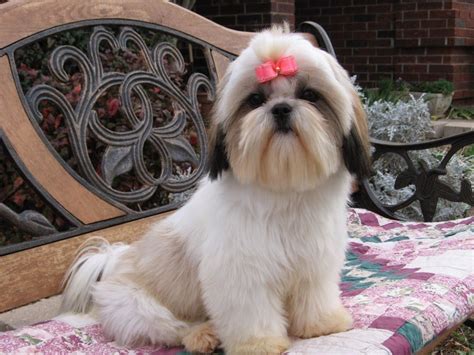 What is the meaning of princess type shih tzu? - Luv My Dogs