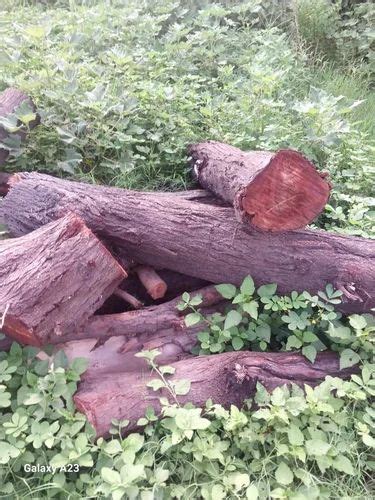 PEFC CERTIFIED ACACIA WOOD LOGS At Rs 700 Cubic Feet Timber In New