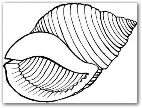 An Image Of A Seashell Coloring Page