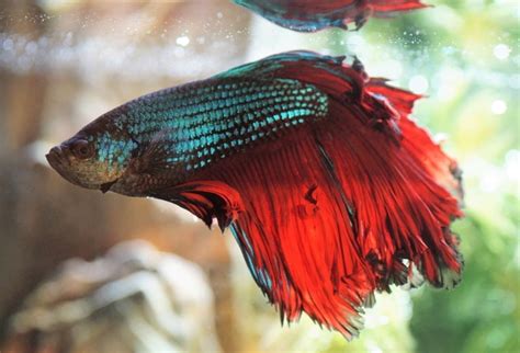 Plakat Betta Fish Care Guide Pictures Varieties Lifespan More