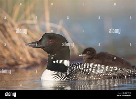 Canada British Columbia Adult Common Loon Gavia Immer Floats With A