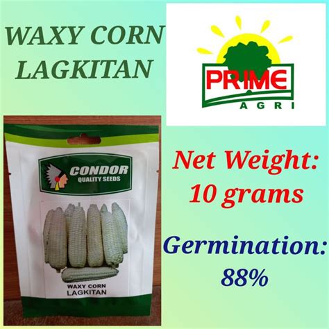 Waxy Corn Lagkitan Condor Quality Seeds Lazada Ph